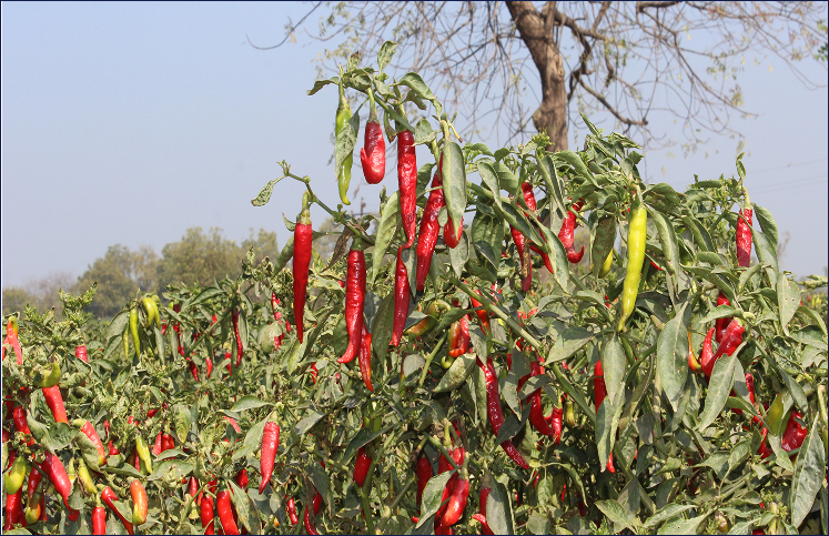 Chili Field
